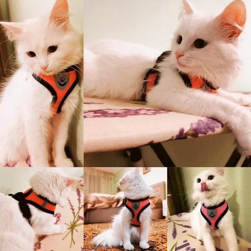 Pet harness leash