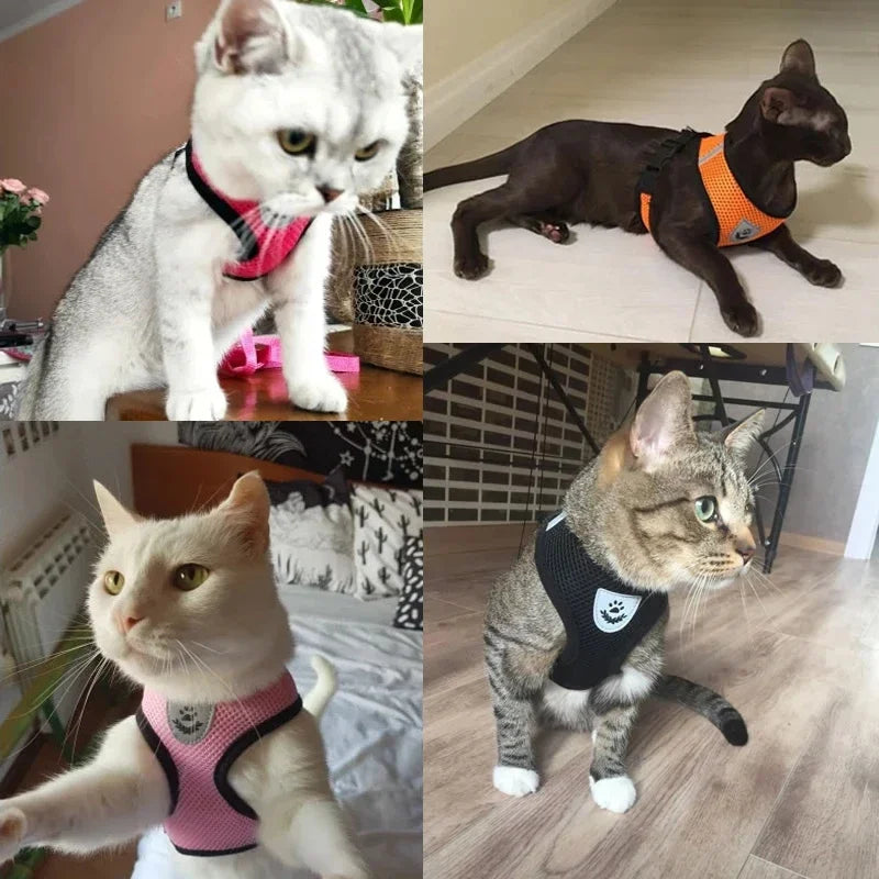 Pet harness leash